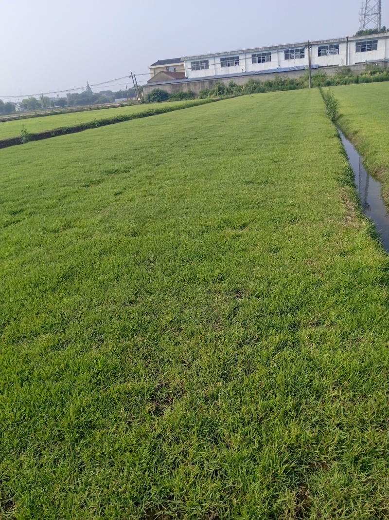 中华结缕草，马尼拉，黑麦草，天堂草，量大从优