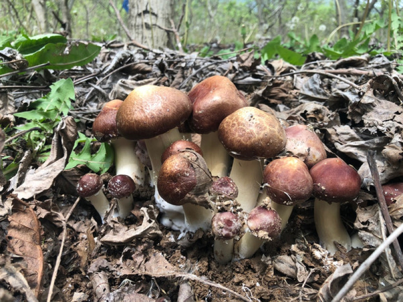 量大价优林下赤松茸大球盖菇7-8月份出菇欢迎