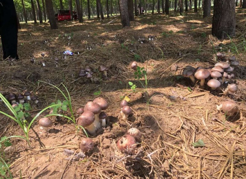 量大价优林下赤松茸大球盖菇7-8月份出菇欢迎
