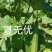 夏无忧早熟耐热耐湿少花点丝瓜一手货源品质保证