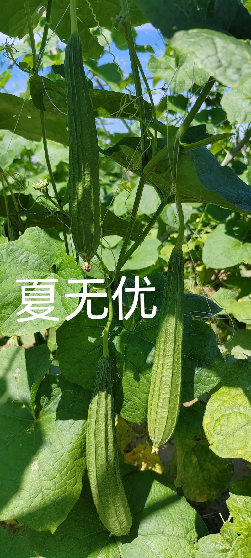 夏无忧早熟耐热耐湿少花点丝瓜一手货源品质保证