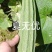 夏无忧早熟耐热耐湿少花点丝瓜一手货源品质保证