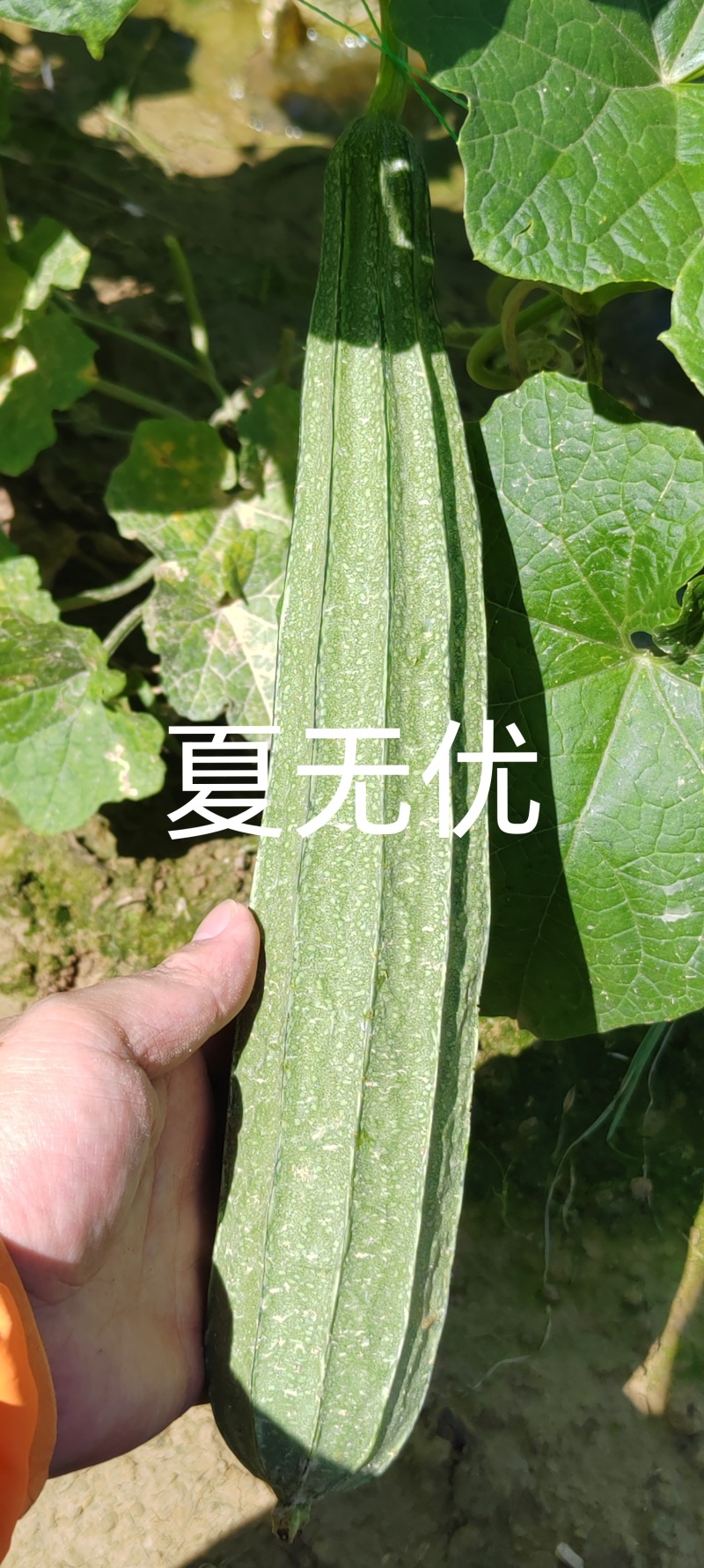 夏无忧早熟耐热耐湿少花点丝瓜一手货源品质保证