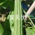 夏无忧早熟耐热耐湿少花点丝瓜一手货源品质保证