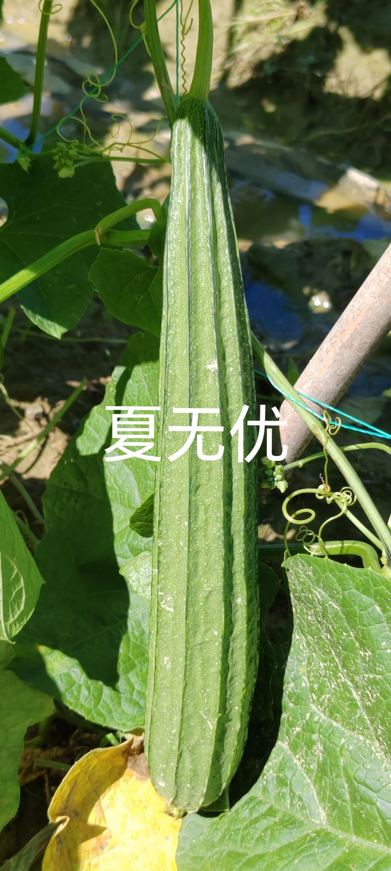 夏无忧早熟耐热耐湿少花点丝瓜一手货源品质保证