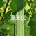 夏无忧早熟耐热耐湿少花点丝瓜一手货源品质保证