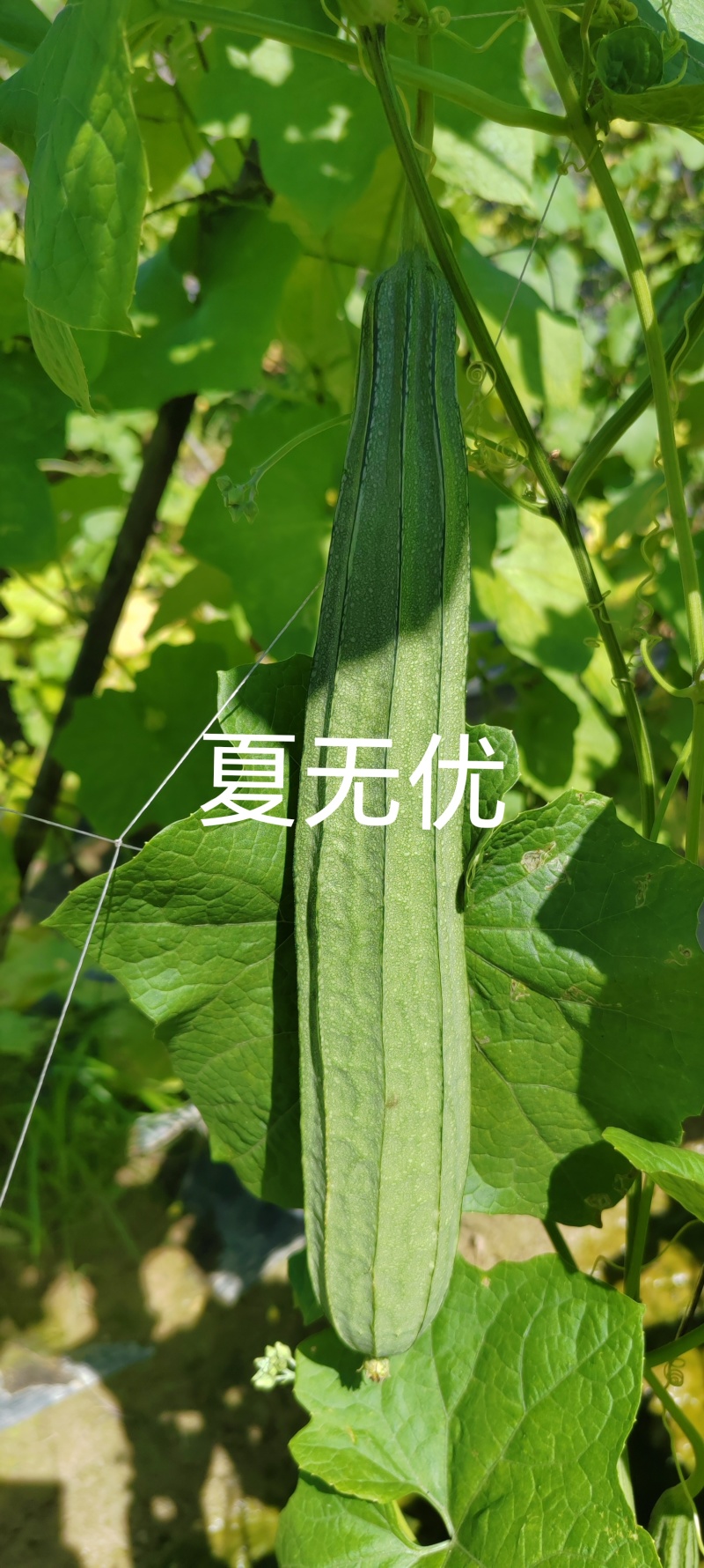 夏无忧早熟耐热耐湿少花点丝瓜一手货源品质保证
