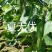 夏无忧早熟耐热耐湿少花点丝瓜一手货源品质保证