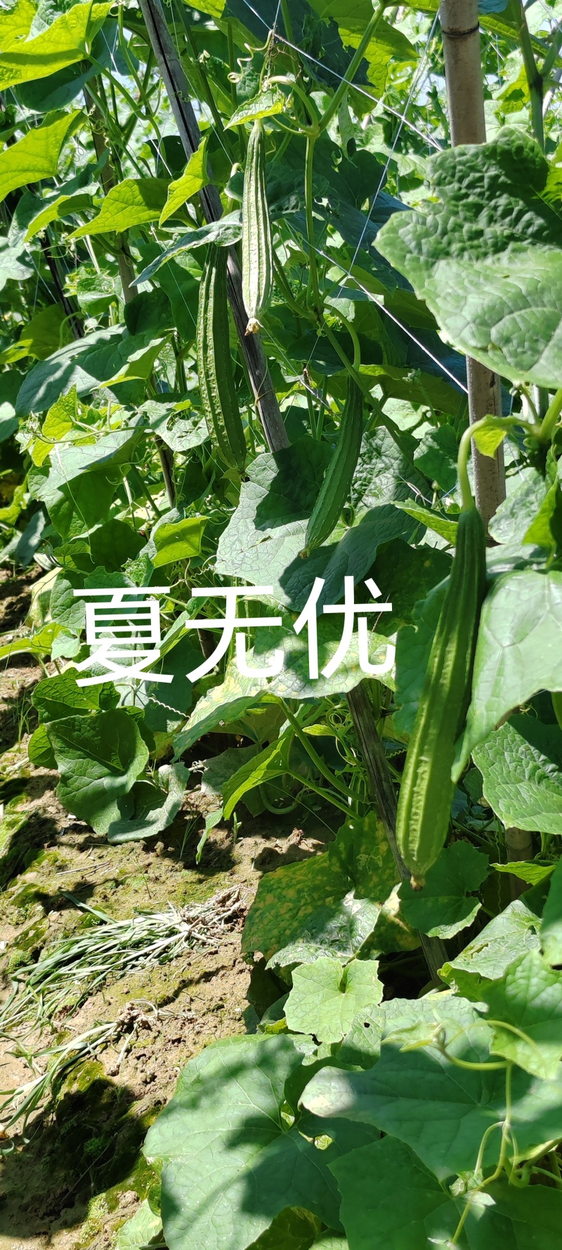 夏无忧早熟耐热耐湿少花点丝瓜一手货源品质保证