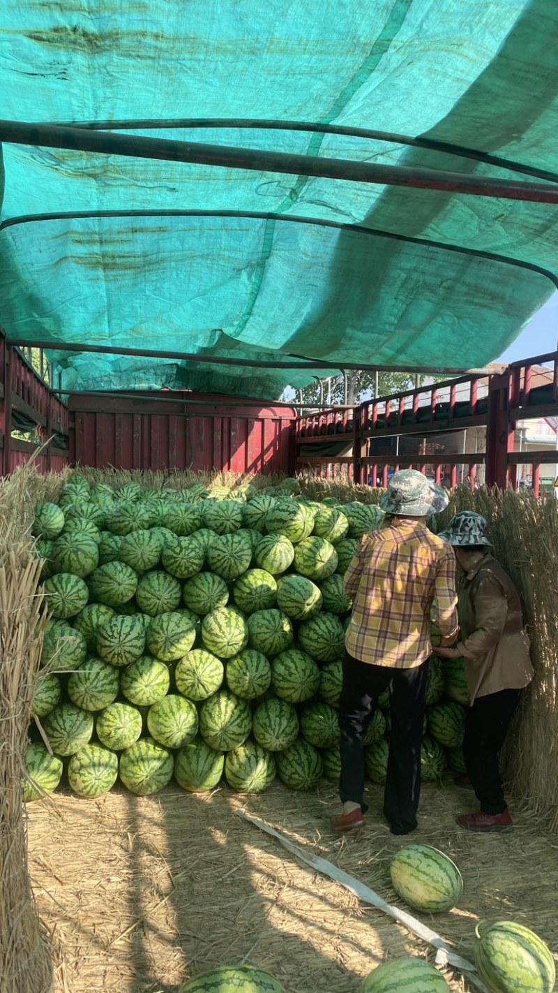 麒麟，黑美人，金城五号，一手货源，大量供应