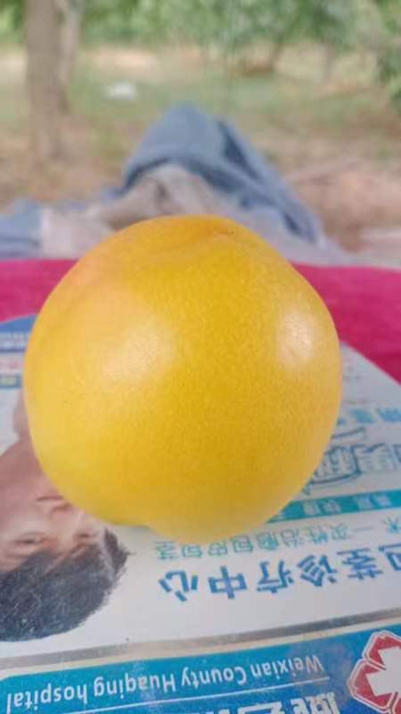 千亩桃园基地，油桃，毛桃，春雪，突围桃，黄油桃，大量上市