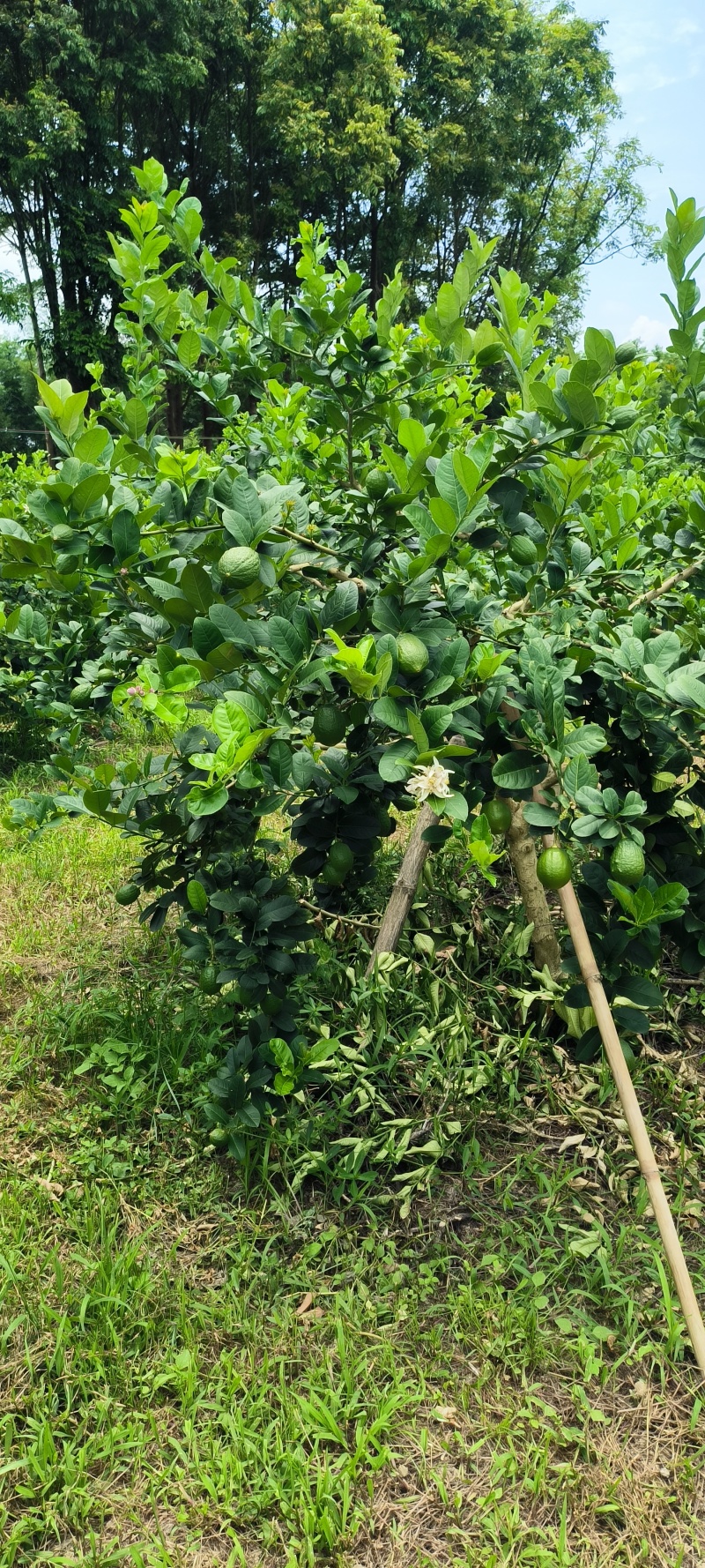 广东无籽香水柠檬