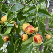 大荔冬枣大量上市