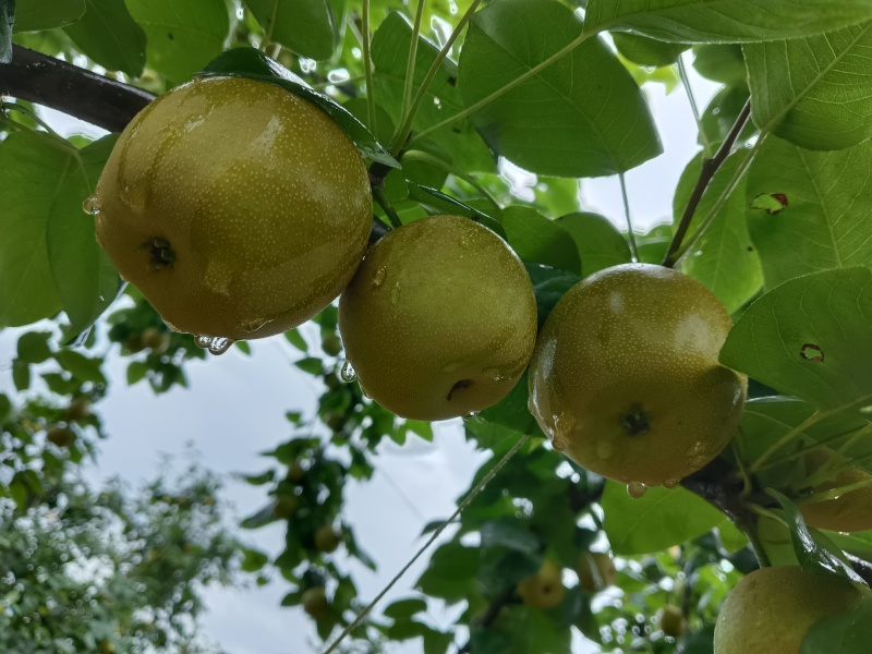 翠冠梨口感清脆甜