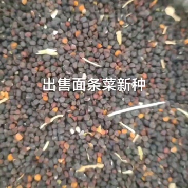 大叶面条菜种子！新品种！！麦瓶草种子厂家直供联系订购