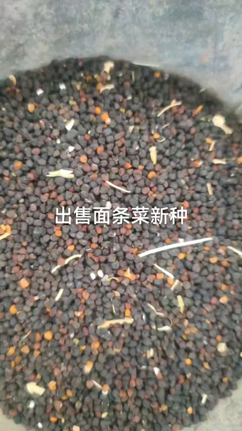大叶面条菜种子！新品种！！麦瓶草种子厂家直供联系订购