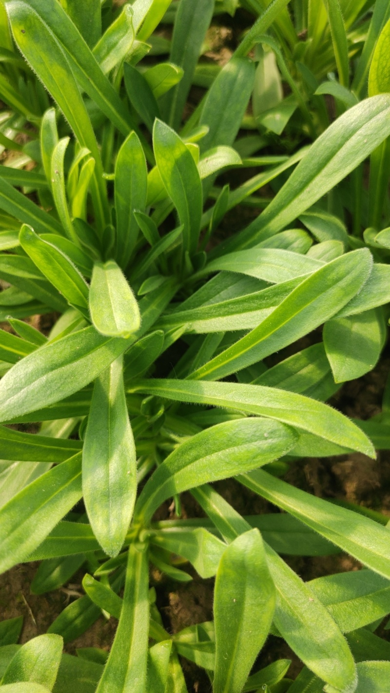 大叶面条菜种子！新品种！！麦瓶草种子厂家直供联系订购