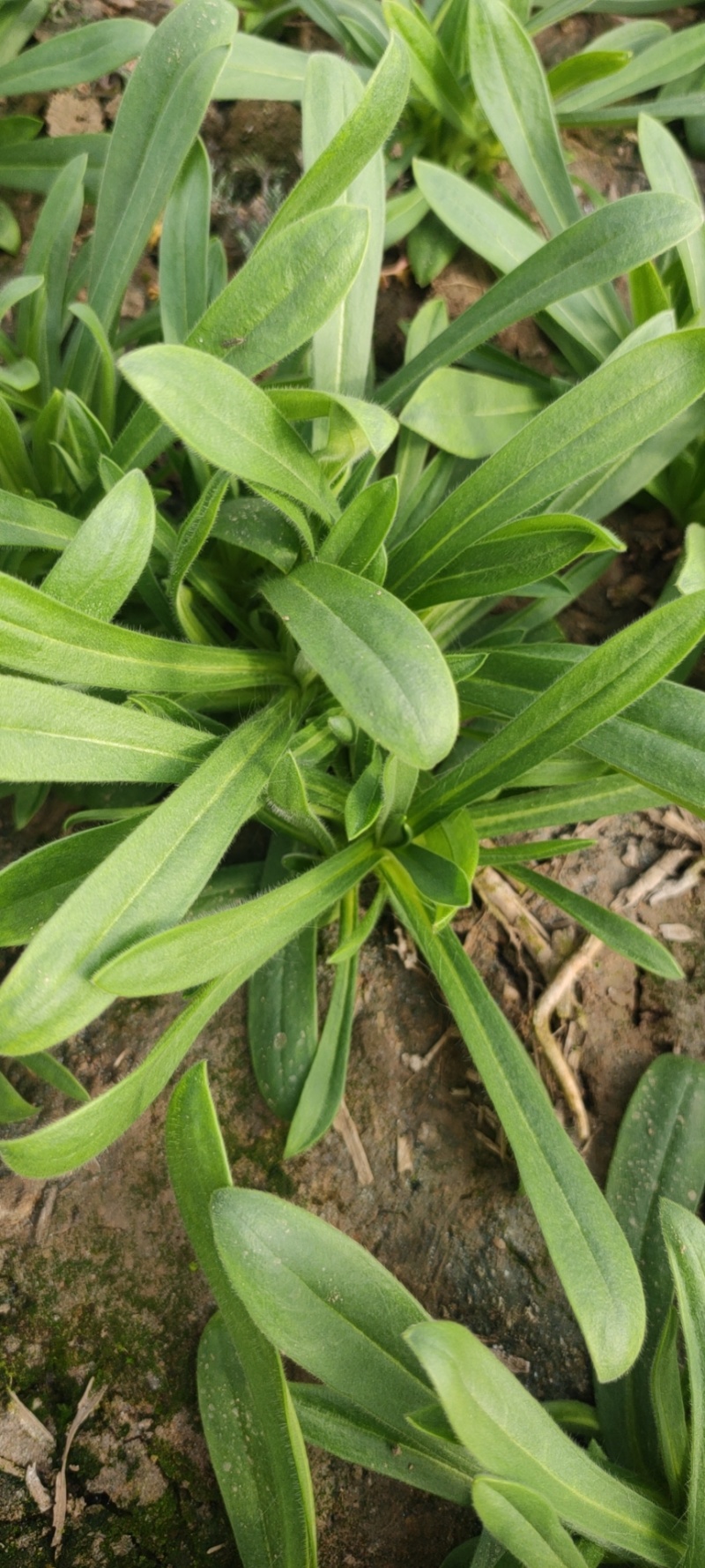 大叶面条菜种子！新品种！！麦瓶草种子厂家直供联系订购