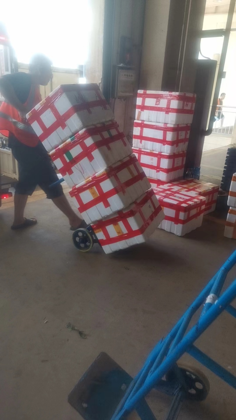 今年最新出的新鲜水果嫩莲蓬，海南空运全国各地青莲蓬基地大