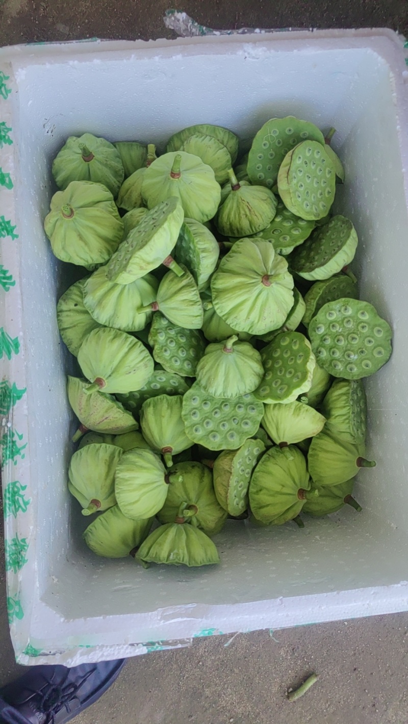 今年最新出的新鲜水果嫩莲蓬，海南空运全国各地青莲蓬基地大