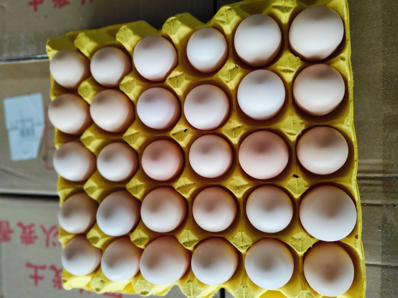 大鸡场每天鲜鸡蛋，鸡场发货37-50以上净重，欢迎订购