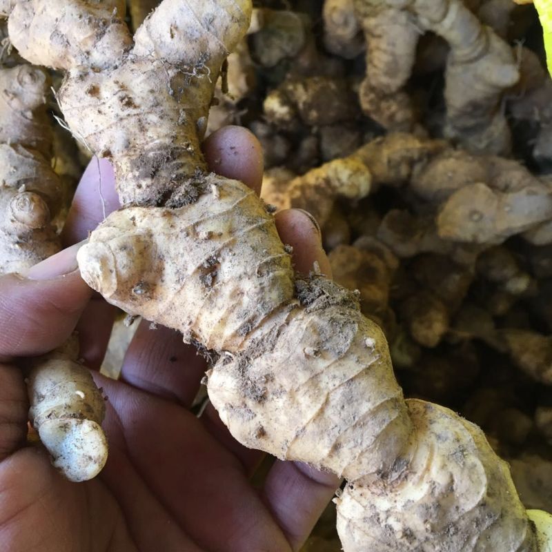 黄精野生山上挖湖南野生新鲜黄精老虎姜多花黄精滋补非九蒸