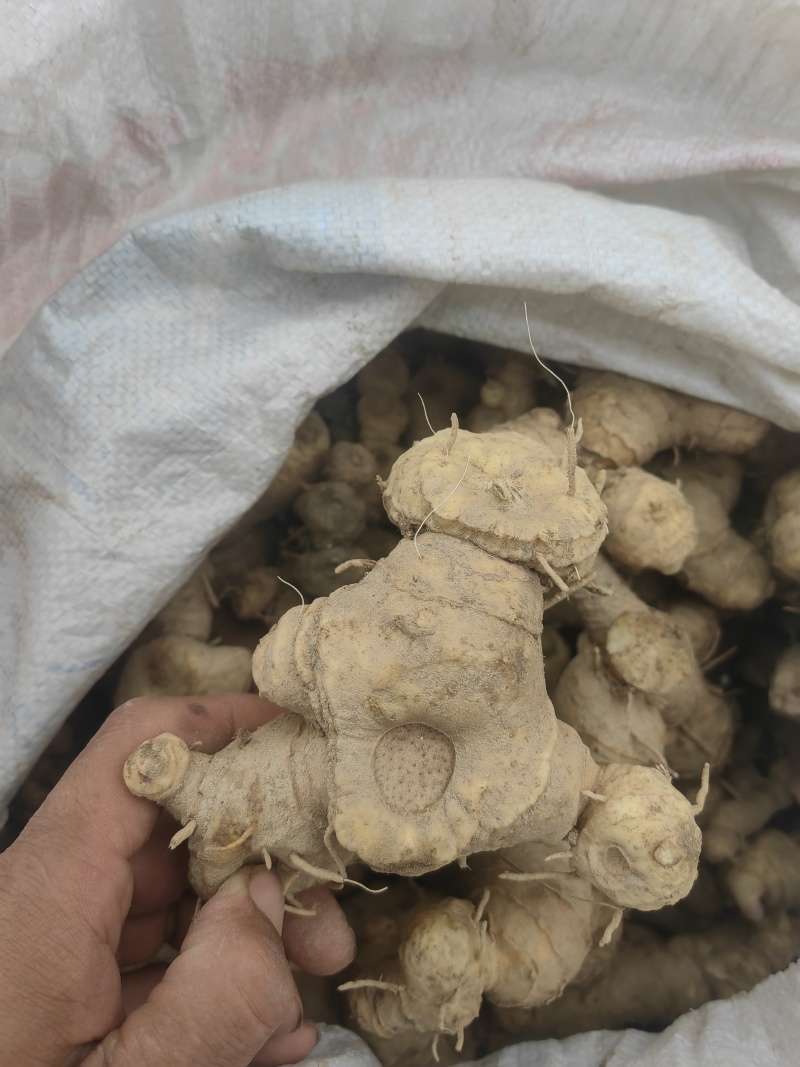 黄精野生山上挖湖南野生新鲜黄精老虎姜多花黄精滋补非九蒸