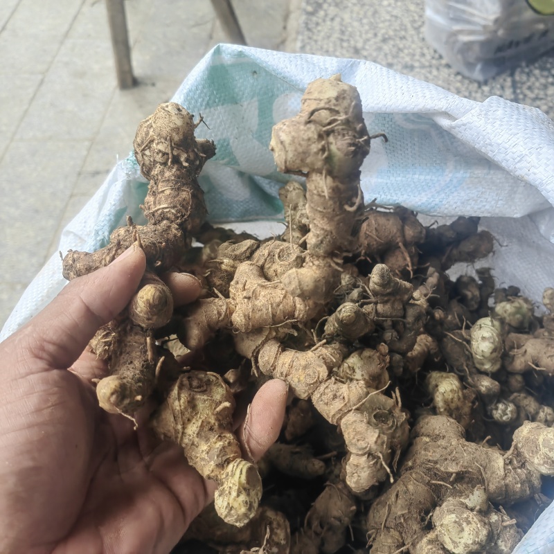 黄精野生山上挖湖南野生新鲜黄精老虎姜多花黄精滋补非九蒸