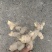黄精野生山上挖湖南野生新鲜黄精老虎姜多花黄精滋补非九蒸