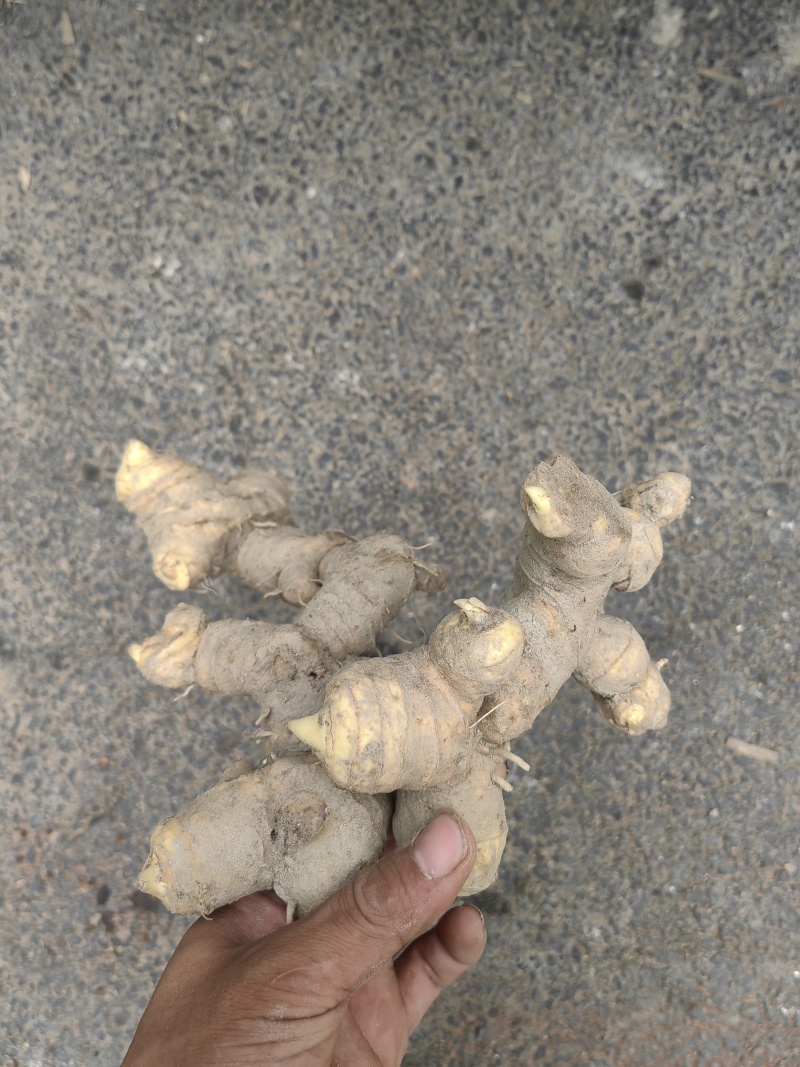 黄精野生山上挖湖南野生新鲜黄精老虎姜多花黄精滋补非九蒸