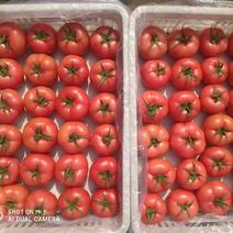 精品硬粉西红柿，大量供货，内蒙产地直发，全年有货量大从优