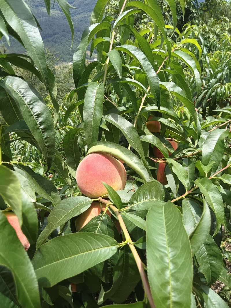 大量出售桃