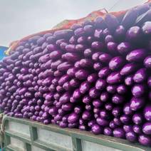 紫广茄，长茄万亩田生产基地，新苗上市，欢迎订购