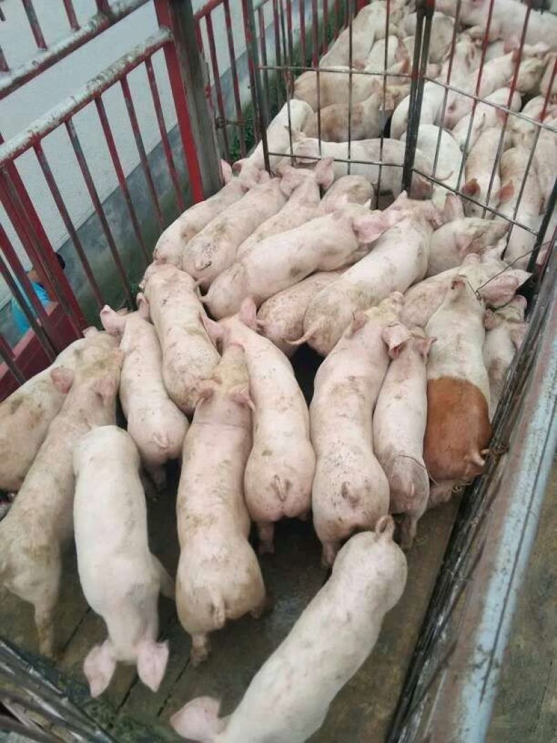 山东三元仔猪品种纯正货源充足猪场挑选防疫严格