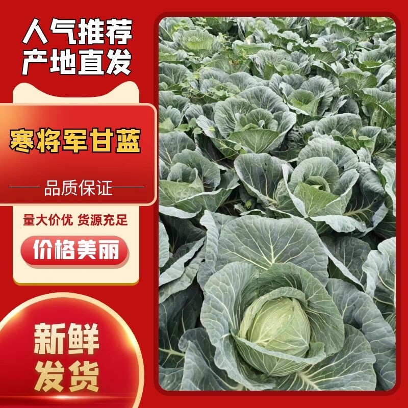 汉源包菜寒将军四川产地直供量大从优欢迎来电采购