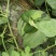 浙江省衢州市，西瓜正在促销中，园度好9成熟，