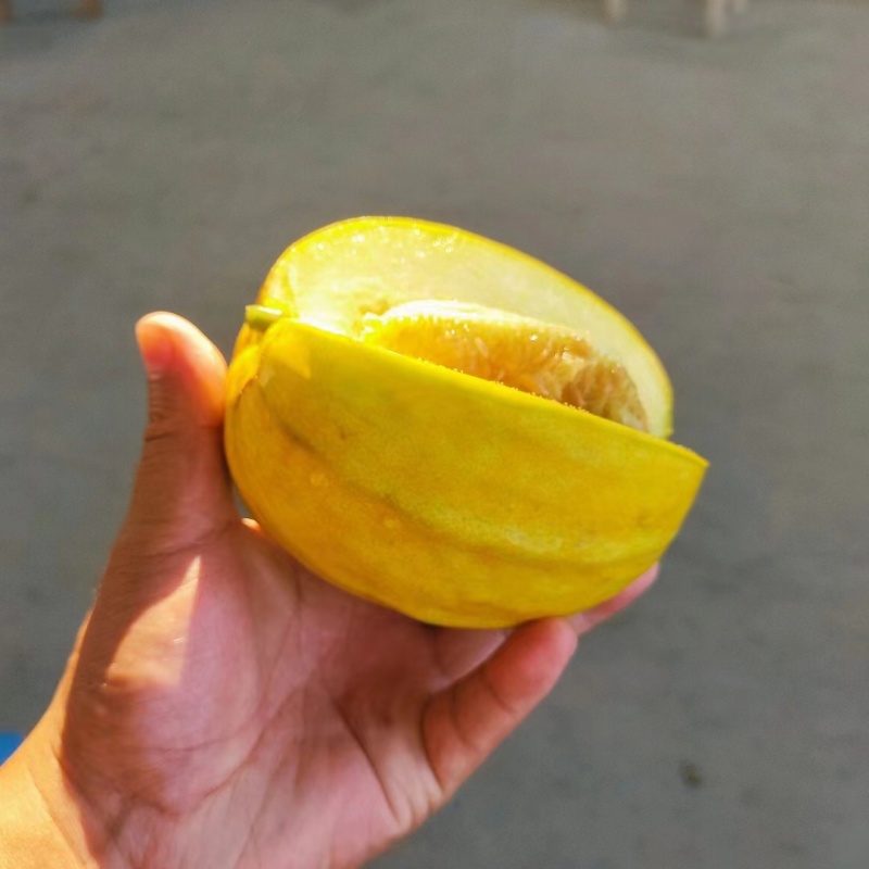 枝江绿宝，丑八怪甜瓜，脆甜多汁香甜可口电商批发商超无中商
