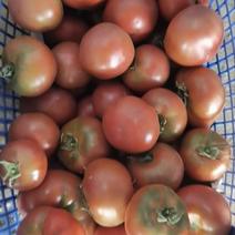 北京草莓西红柿大量上市，一手货源充足，量大优惠，视频看货