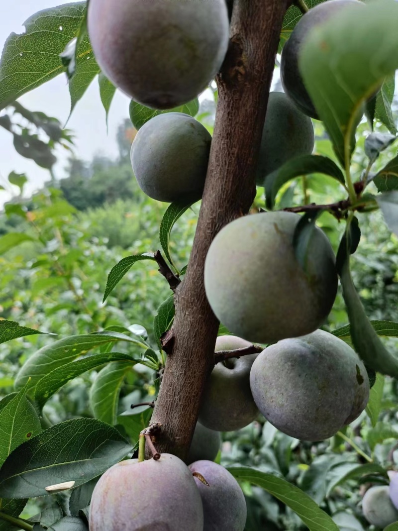 大量出销售五月脆，半边红，蜂糖李，市场货电商货。对接各渠