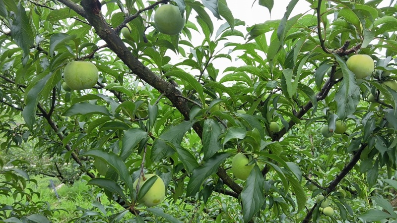 大量出销售五月脆，半边红，蜂糖李，市场货电商货。对接各渠