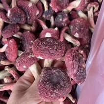 福建武夷山红菇野生红菇红蘑菇干货红菌干货
