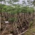 本地木棉10-20公分出售基地现货直销