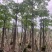 本地木棉10-20公分出售基地现货直销