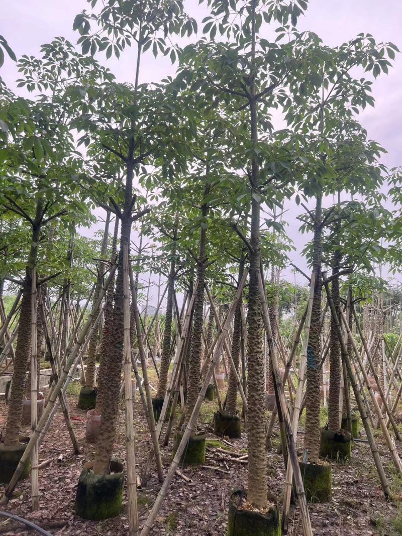 本地木棉10-20公分出售基地现货直销
