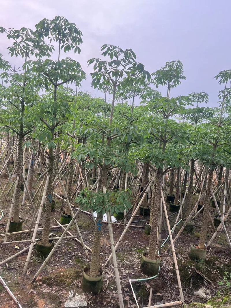 本地木棉10-20公分出售基地现货直销