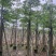 本地木棉10-20公分出售基地现货直销