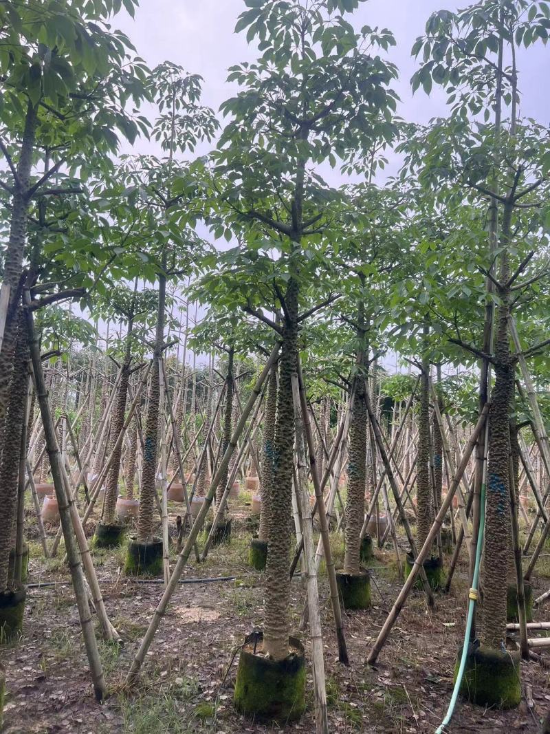 本地木棉10-20公分出售基地现货直销