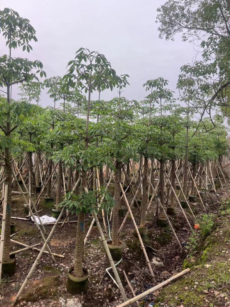 本地木棉10-20公分出售基地现货直销