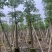 本地木棉10-20公分出售基地现货直销