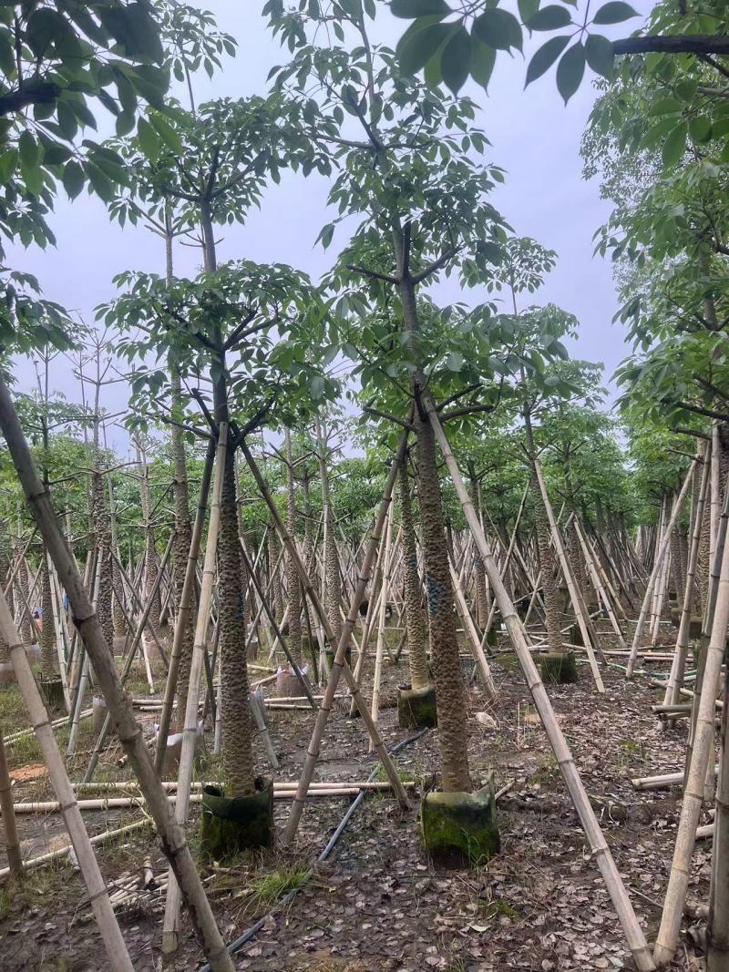 本地木棉10-20公分出售基地现货直销